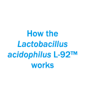 How the Lactobacillus acidophilus L-92™ works