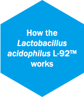 How the Lactobacillus acidophilus L-92™ works